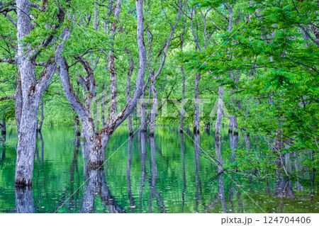 白川湖の水没林 124704406