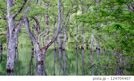 白川湖の水没林 124704407