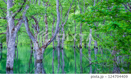 白川湖の水没林 124704409