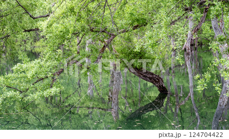白川湖の水没林 124704422