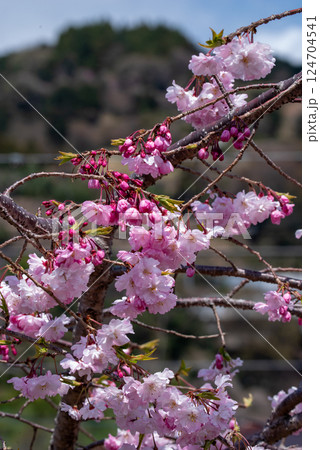 満開を待つ八重桜　やまきた桜まつりにて 124704541