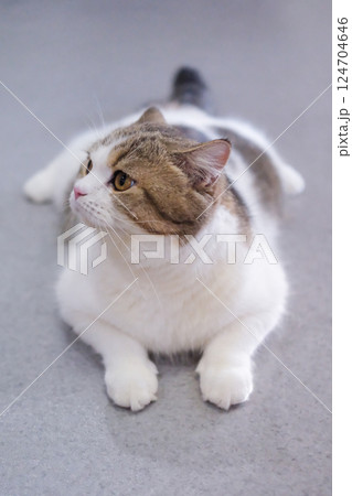 Brown tabby and white British Shorthair cat lying on the floor 124704646