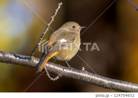 枝にとまるジョウビタキのメス 124704652