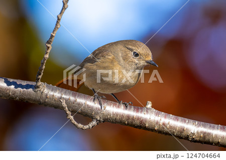 枝にとまるジョウビタキのメス 124704664