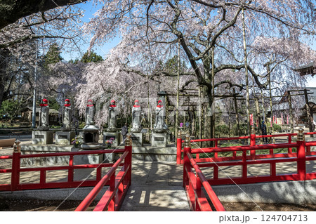 水戸大師六地蔵寺の朝【春さくら散る時期】 水戸大師六地蔵寺の朝【春さくら散る時期】 124704713