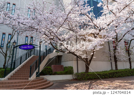 花のみち 124704814