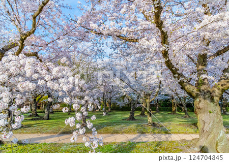 春の岡山後楽園　桜林 124704845