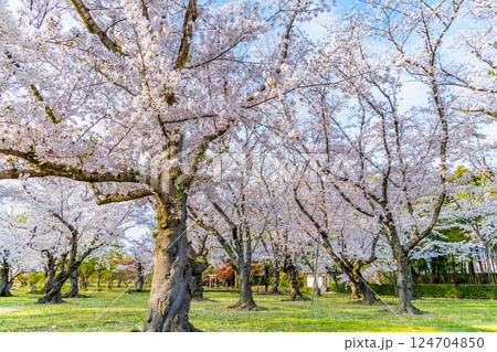 春の岡山後楽園　桜林 124704850