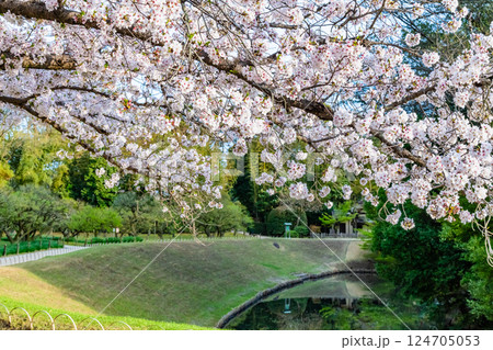 春の岡山後楽園　花交の池 124705053