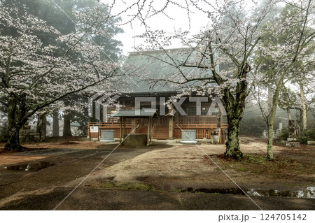 味わい深い朝靄に煙る西連寺境内の桜【茨城県行方市】 味わい深い朝靄に煙る西連寺境内の桜【茨城県行方市】 124705142