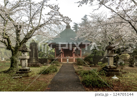 味わい深い朝靄に煙る西連寺薬師堂の桜【茨城県行方市】 124705144