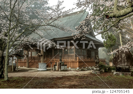 味わい深い朝靄に煙る西連寺境内の桜【茨城県行方市】 味わい深い朝靄に煙る西連寺境内の桜【茨城県行方市】 124705145