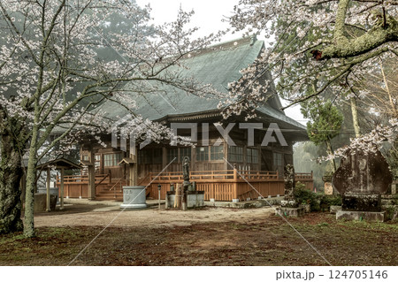 味わい深い朝靄に煙る西連寺境内の桜【茨城県行方市】 124705146