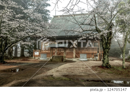 味わい深い朝靄に煙る西連寺境内の桜【茨城県行方市】 味わい深い朝靄に煙る西連寺境内の桜【茨城県行方市】 124705147