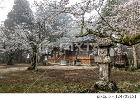 味わい深い朝靄に煙る西連寺境内の桜【茨城県行方市】 味わい深い朝靄に煙る西連寺境内の桜【茨城県行方市】 124705151