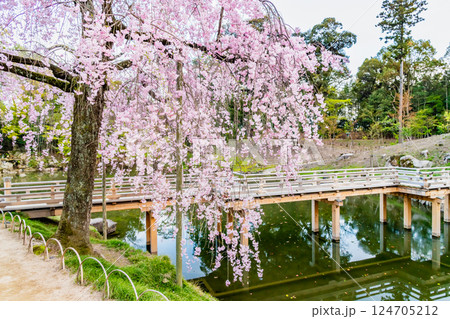 春の岡山後楽園 栄唱橋のほとりに咲くヤエベニシダレ 春の岡山後楽園 栄唱橋のほとりに咲くヤエベニシダレ 124705212
