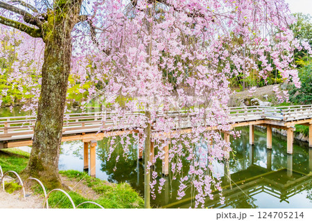 春の岡山後楽園 栄唱橋のほとりに咲くヤエベニシダレ 春の岡山後楽園 栄唱橋のほとりに咲くヤエベニシダレ 124705214