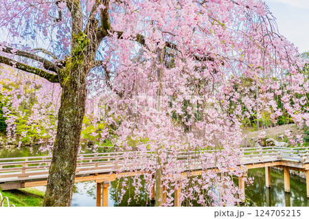 春の岡山後楽園　栄唱橋のほとりに咲くヤエベニシダレ 124705215