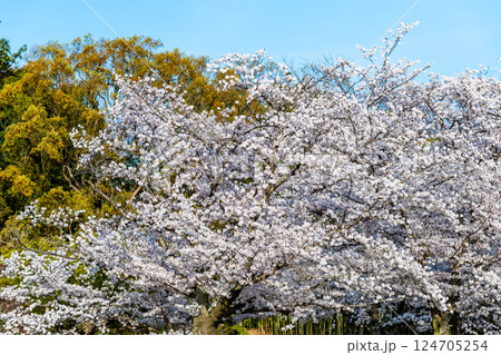 春の岡山後楽園　桜咲く園内　 124705254