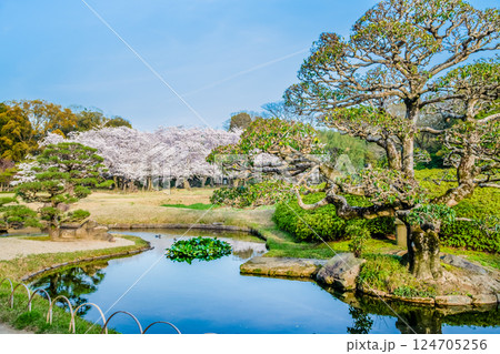春の岡山後楽園 桜咲く園内 春の岡山後楽園 桜咲く園内 124705256