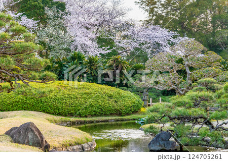 春の岡山後楽園　桜咲く園内　 124705261