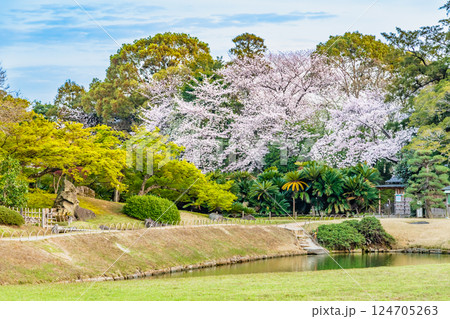 春の岡山後楽園　桜咲く園内　 124705263