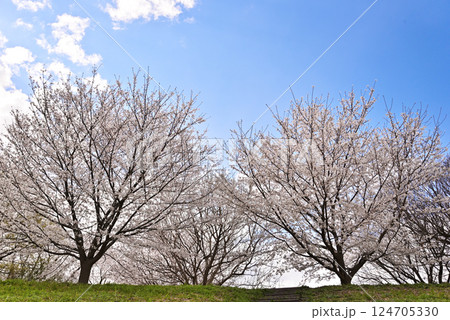青空に映える満開の桜 124705330