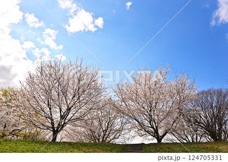 青空に映える満開の桜 青空に映える満開の桜 124705331