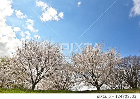 青空に映える満開の桜 青空に映える満開の桜 124705332