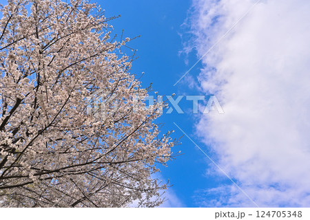 青空に映える満開の桜 青空に映える満開の桜 124705348