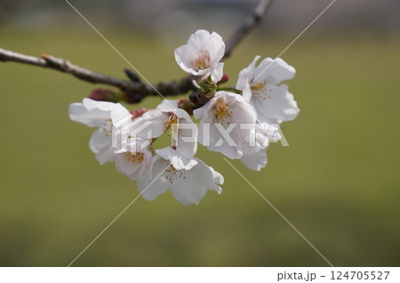 綺麗な桜の花 124705527