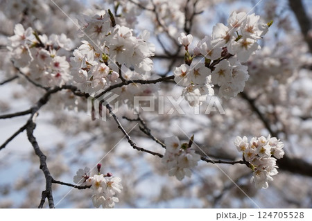 綺麗な桜の花 綺麗な桜の花 124705528