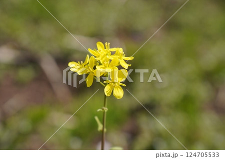 菜の花 菜の花 124705533