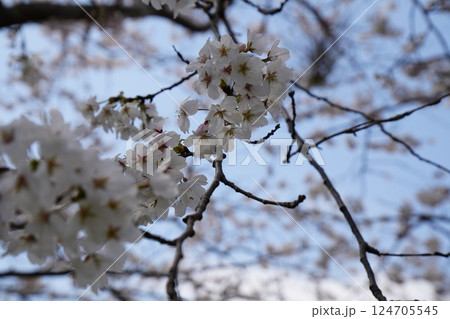 綺麗な桜の花 綺麗な桜の花 124705545