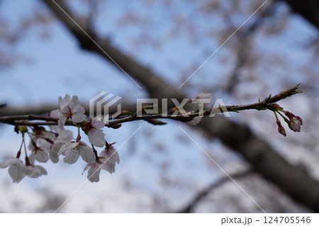 綺麗な桜の花 124705546