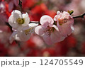 ボケの花 124705549