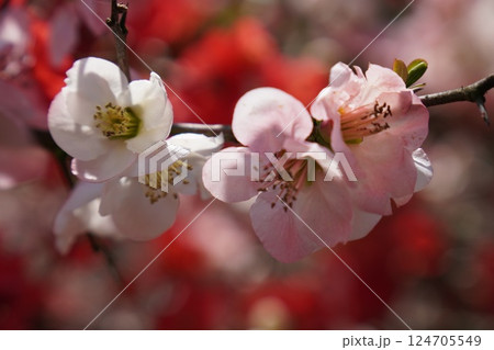 ボケの花 124705549