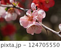 ボケの花 124705550