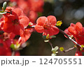 ボケの花 124705551