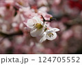 ボケの花 124705552