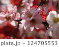 ボケの花 124705553
