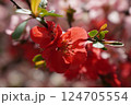 ボケの花 124705554