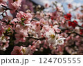 ボケの花 124705555