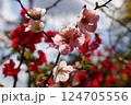 ボケの花 124705556
