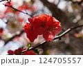 ボケの花 124705557
