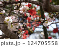 ボケの花 124705558