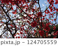 空を背景にしたボケの花 124705559