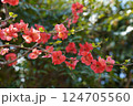 ボケの花 124705560