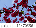 空を背景にしたボケの花 124705561
