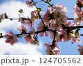 空を背景にしたボケの花 124705562